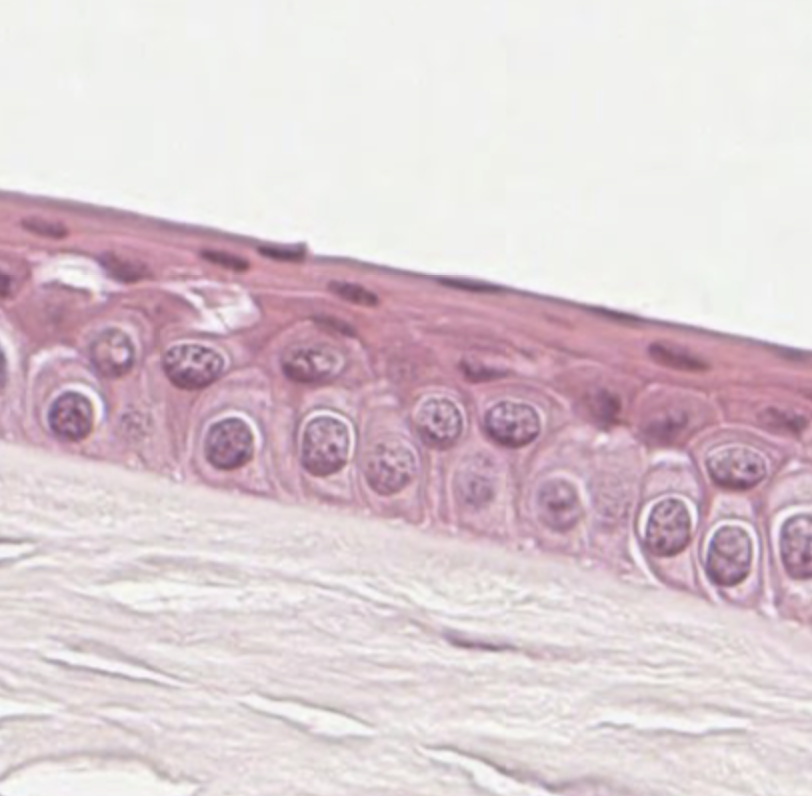 Stratified squamous epithelium